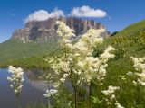 Filipendula ulmaria. Верхушка растения с соцветиями. Кабардино-Балкария, Черекский р-н, окр. с/п Верхняя Балкария, северо-западный склон горы Айдарука-Цырт, ≈ 2200 м н.у.м., субальпийский луг, близ карстового озера. 29.07.2024.