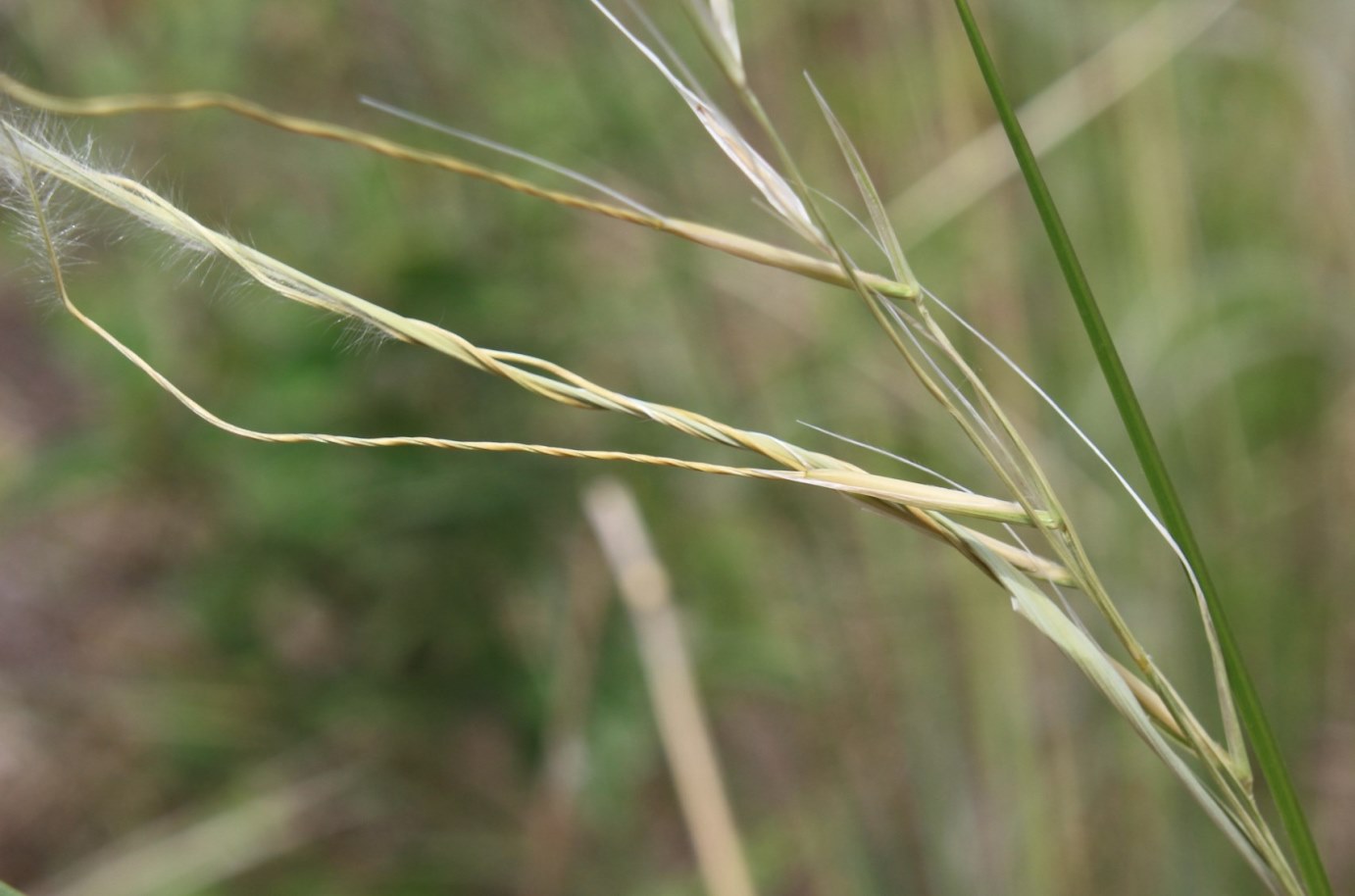 Изображение особи Stipa pennata.