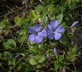 Vinca minor