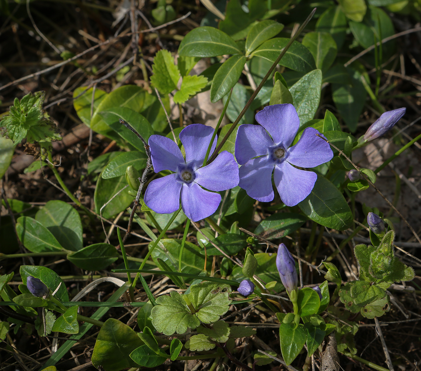 Image of Vinca minor specimen.