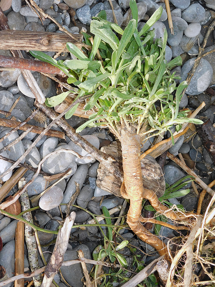 Изображение особи Gypsophila perfoliata.