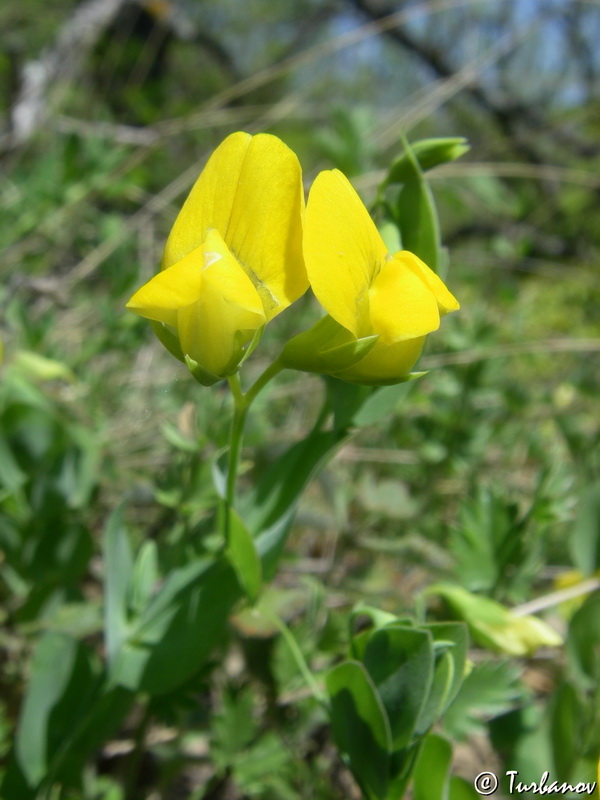 Изображение особи Lathyrus aphaca.