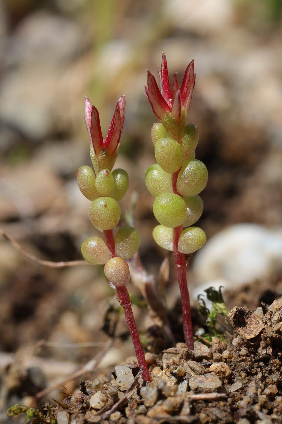 Image of Sedum cespitosum specimen.