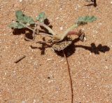 Image of taxon representative. Author is Денис Мирин