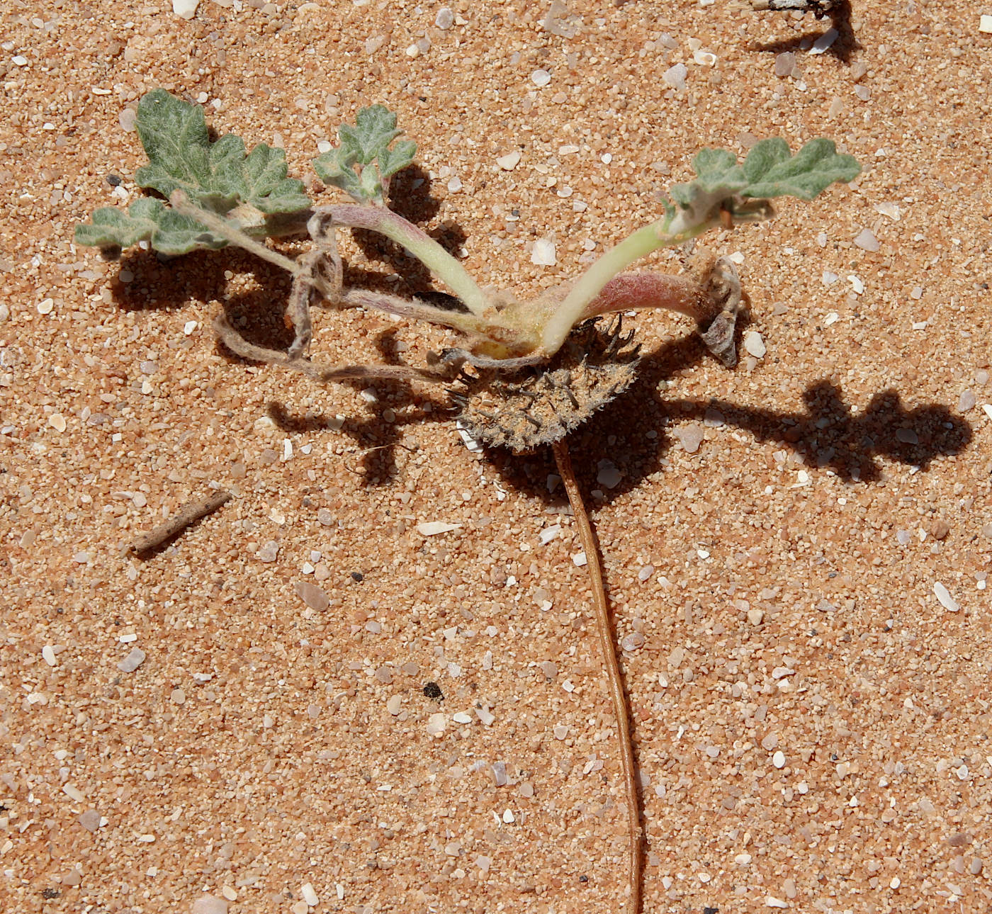Image of Neurada procumbens specimen.