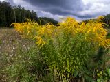 Смотреть изображение Solidago canadensis