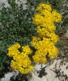 Смотреть изображение Hypericum scabrum