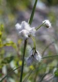 View full-size image Eriophorum angustifolium