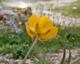 View full-size image Ranunculus oreophilus