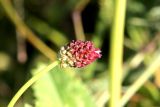 Смотреть изображение Sanguisorba officinalis