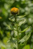 View full-size image Inula orientalis