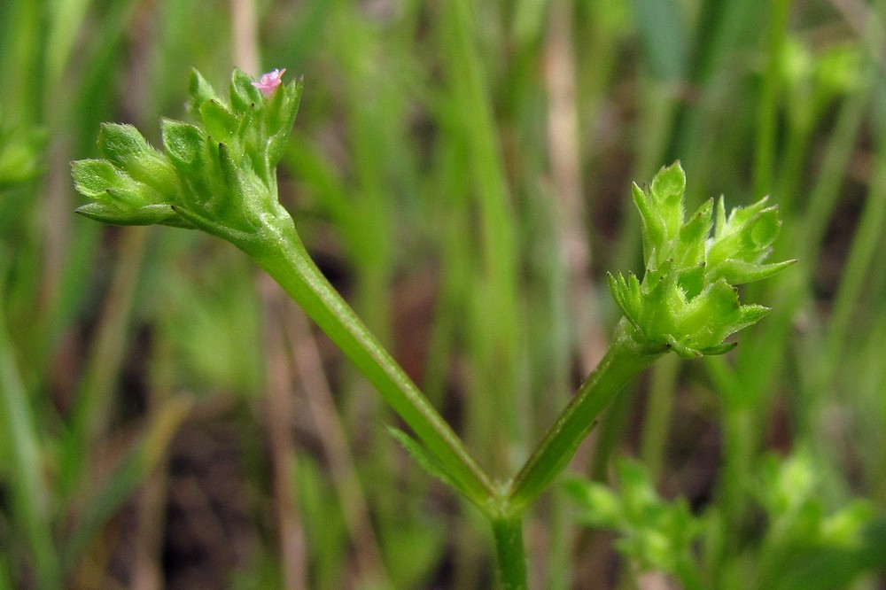 Image of Valerianella muricata specimen.