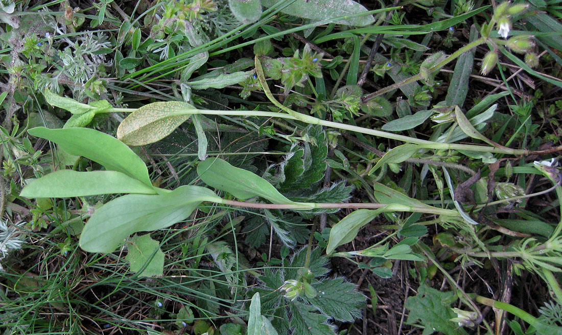 Изображение особи Bupleurum rotundifolium.