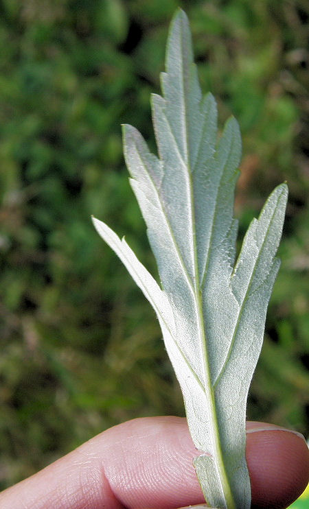 Изображение особи Artemisia integrifolia.