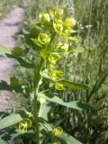 Euphorbia virgata. Верхушка цветущего растения. Украина, Харьковский лес. 30.05.2011.