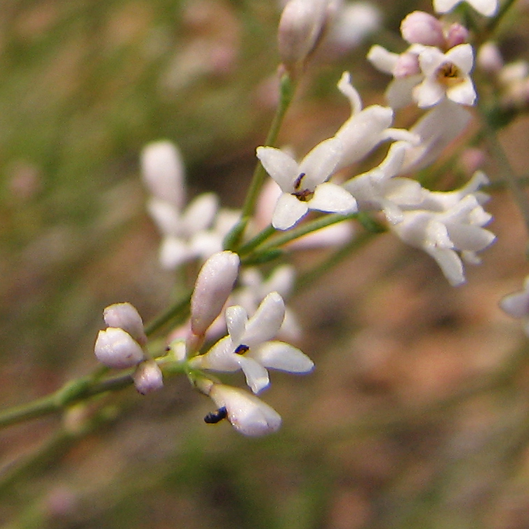 Изображение особи Asperula montana.