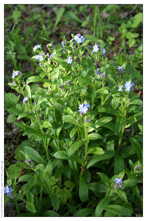 Image of Myosotis sylvatica specimen.