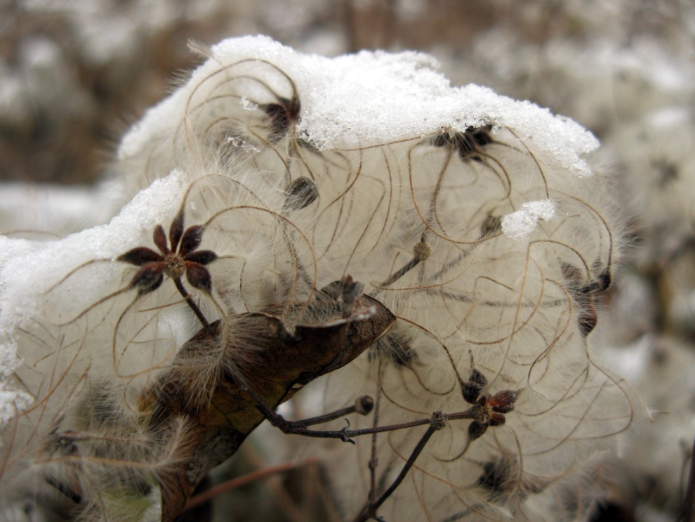 Image of Clematis vitalba specimen.