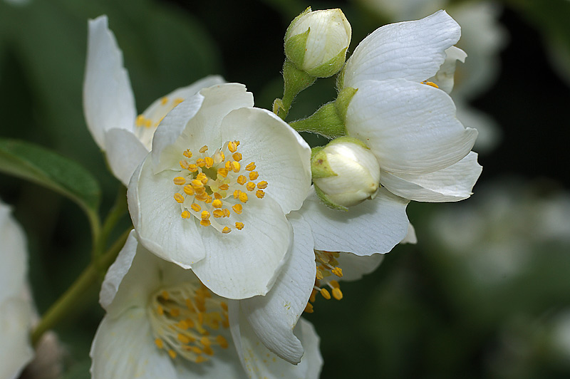 Image of Philadelphus coronarius specimen.