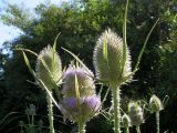 Dipsacus fullonum