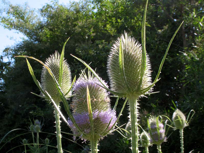 Изображение особи Dipsacus fullonum.