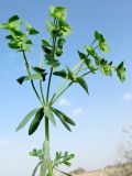 Euphorbia terracina