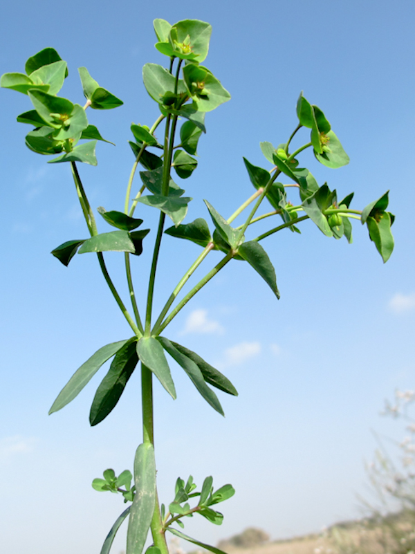 Image of Euphorbia terracina specimen.