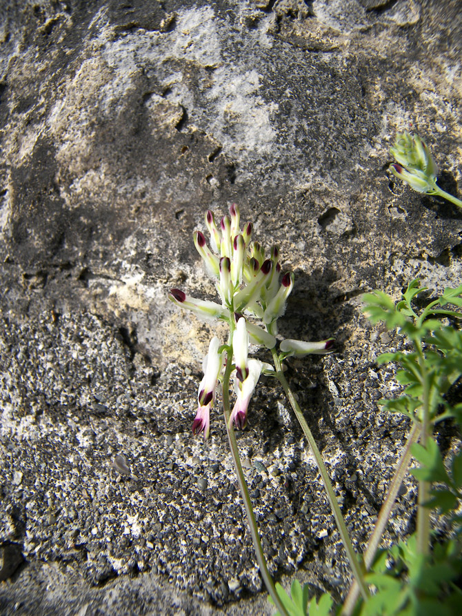 Image of Fumaria capreolata specimen.