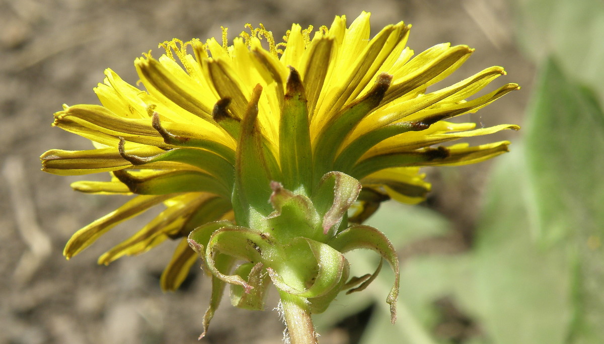 Изображение особи род Taraxacum.