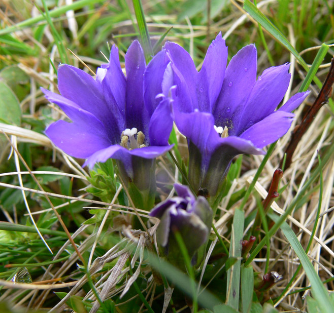 Image of Gentiana laciniata specimen.