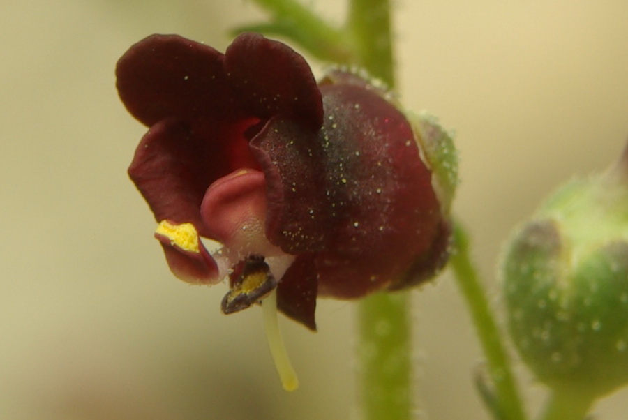 Image of Scrophularia exilis specimen.