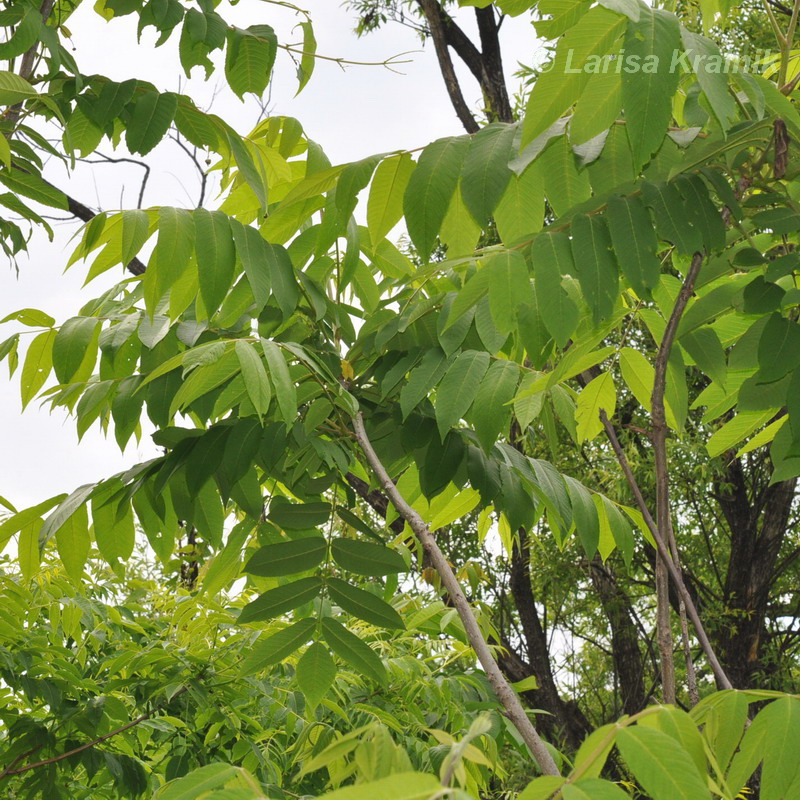 Image of Juglans mandshurica specimen.