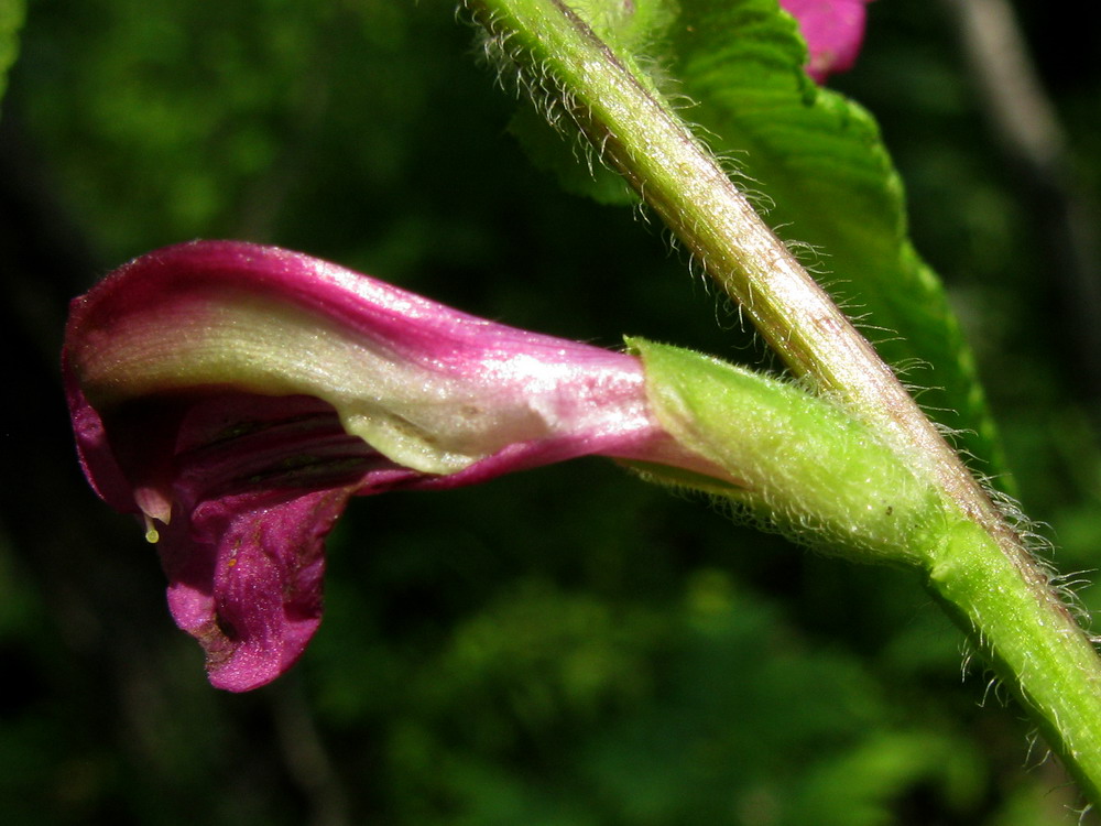 Image of Pedicularis resupinata specimen.