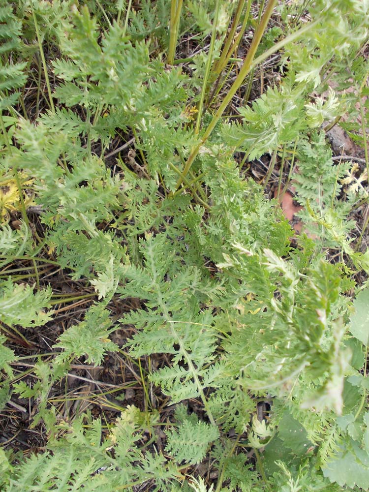 Image of Artemisia tanacetifolia specimen.