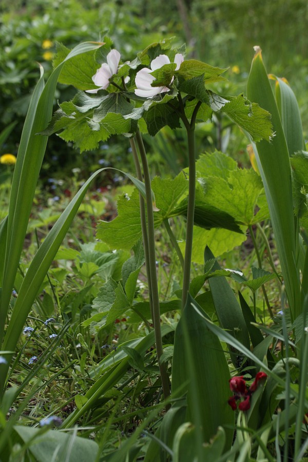 Изображение особи Sinopodophyllum hexandrum.