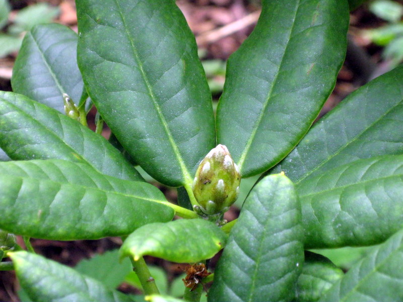 Изображение особи Rhododendron brachycarpum.