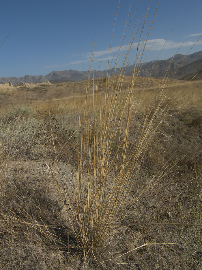 Image of Stipa hohenackeriana specimen.