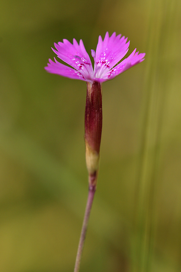 Изображение особи Dianthus deltoides.