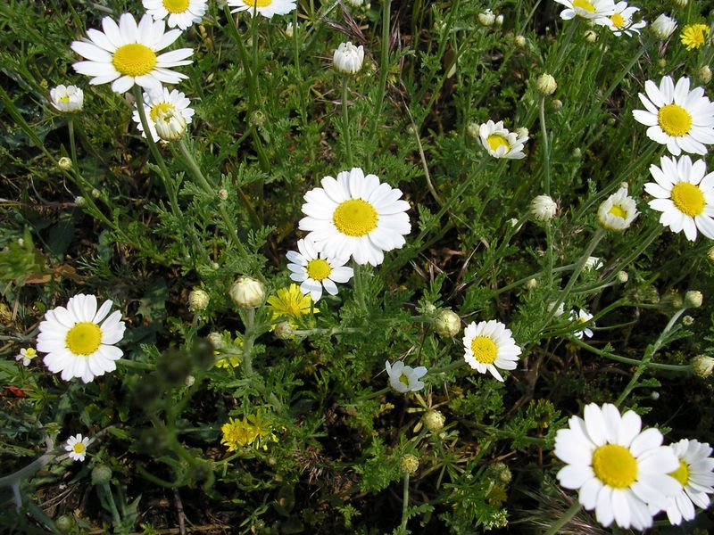 Image of genus Anthemis specimen.