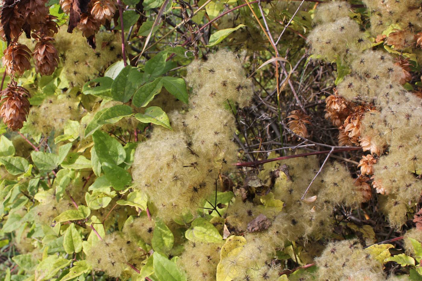 Image of Clematis vitalba specimen.