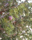 Juniperus drupacea. Верхушка побега с шишкоягодой. Israel, Mount Hermon. 30.03.2006.