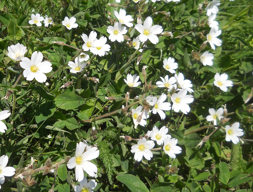 Image of genus Cerastium specimen.