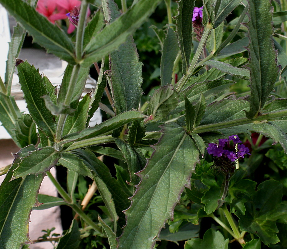 Image of Verbena rigida specimen.