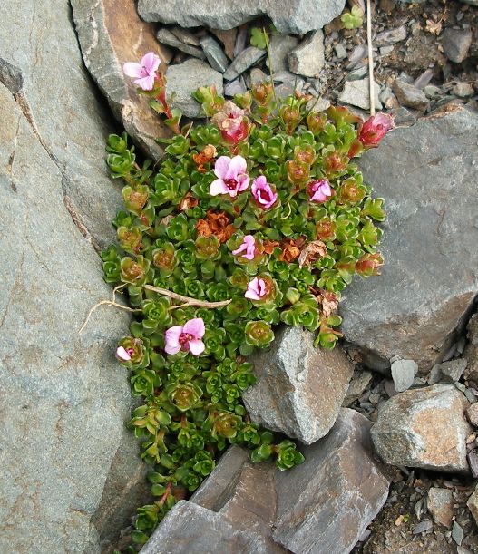 Image of Saxifraga asiatica specimen.