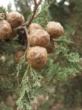 Смотреть изображение Cupressus sempervirens