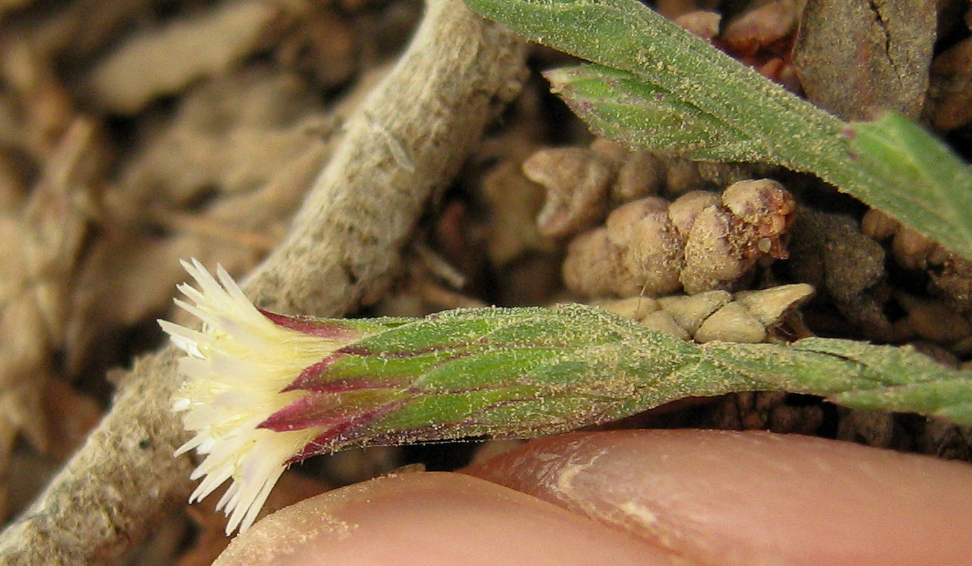 Image of Symphyotrichum subulatum specimen.