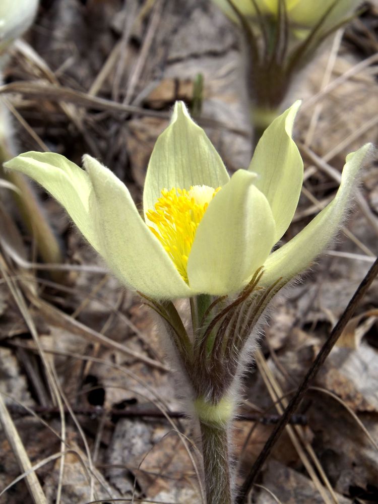 Image of Pulsatilla orientali-sibirica specimen.