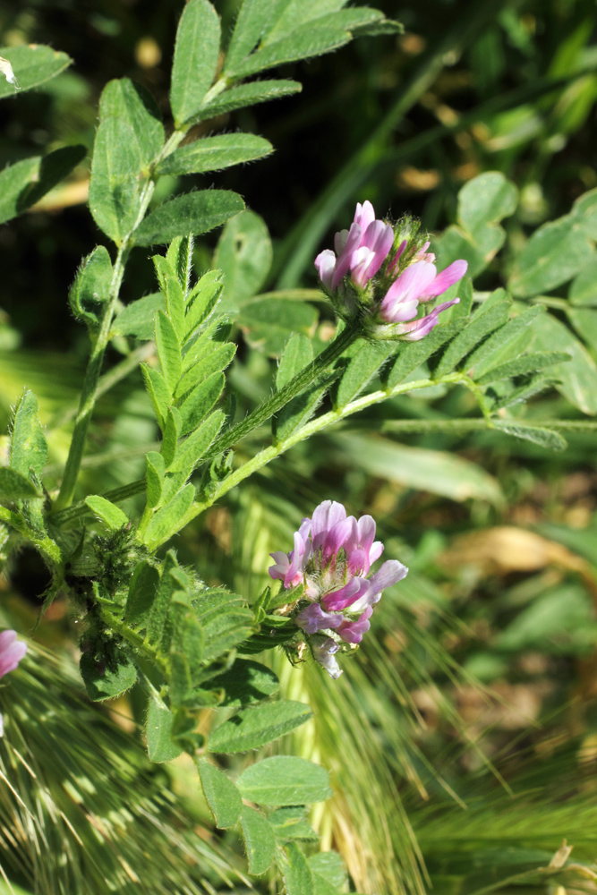 Изображение особи Astragalus filicaulis.