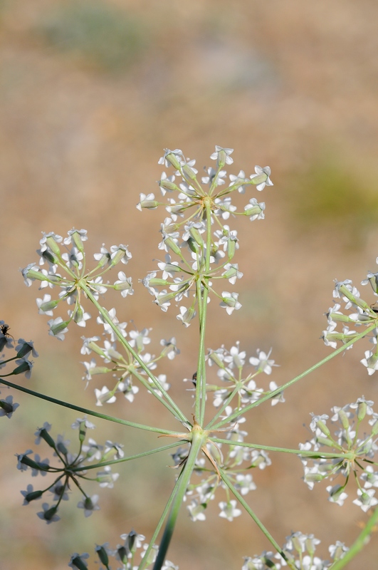 Image of Oedibasis apiculata specimen.