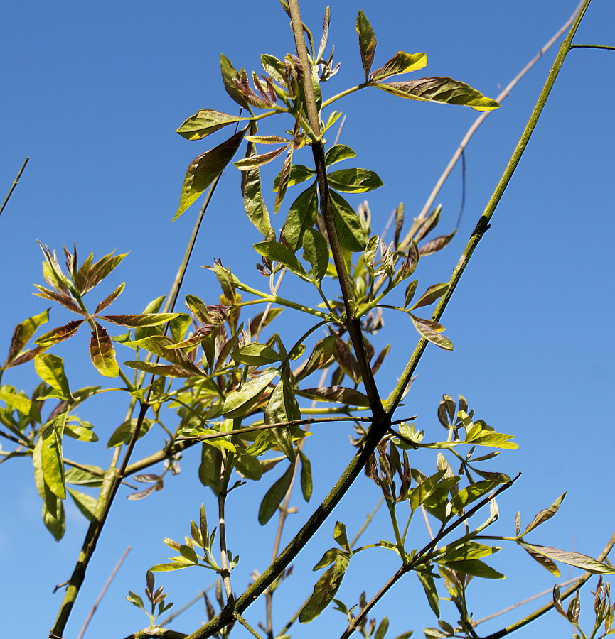 Image of Vitex agnus-castus specimen.